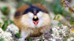 lemming